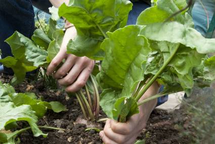 Recolte de betterave 'Tonda di Chiogga' / Jardin les Brules / Jardin les Brules